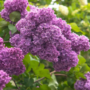 Japanese Tree Purple Lilac Seeds