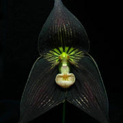 Black Monkey Face Orchid Seeds
