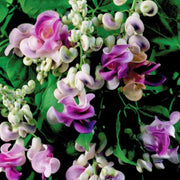 Corkscrew Vine Vigna Caracalla Seeds