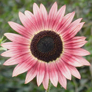 Pink Sunflower Seeds