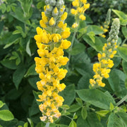Wildflower Yellow Lupine Seeds
