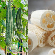 Angled Muop Khia Luffa Seeds