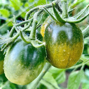 Black Green Tomato Seeds