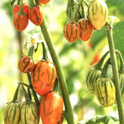 Yellow Green Eggplant Seeds