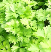 Giant Italian Flat Leaf Parsley Seeds, Herbal