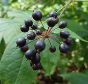 Ci Wu Jia Siberian Ginseng Seeds, Herbal