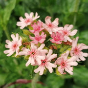 Pinkie Lychnis Chalcedonica Seeds