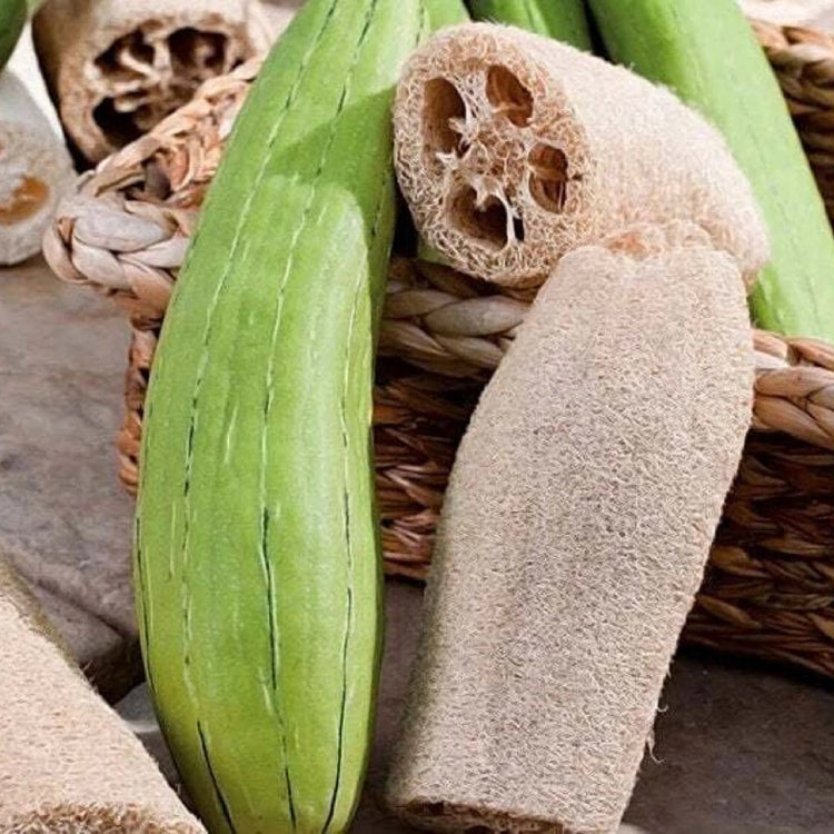 Aegyptiaca Luffa Seeds