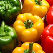 Multi-Colored Pepper Seeds