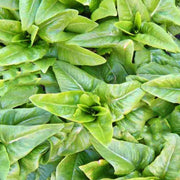 Amish Deer Tongue Lettuce Seeds
