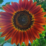 Yellow Brown Sunflower Seeds