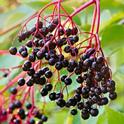 Black Hawthorn Seeds