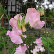 Light Pink Sweet Pea Seeds