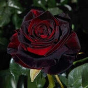 Black Red Climbing Rosa spp. Seeds