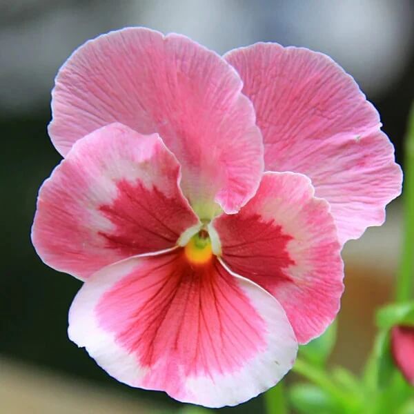 Pink Red Pansy Seeds