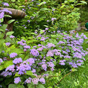 Blue Mist Hardy Ageratum Seeds