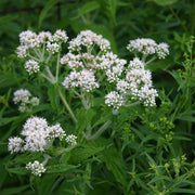 Boneset Seeds, Eupatorium Perfoliatum