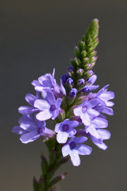 Hardy Vervain Seeds