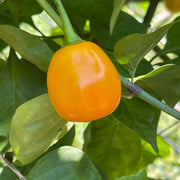 Rocoto Yellow Pepper Seeds