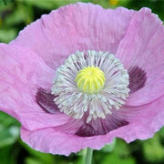 Papaver somniferum Poppy Seeds