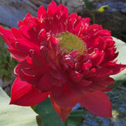 Royal Lotus Seeds