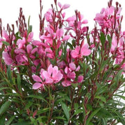 Pink Gaura Seeds
