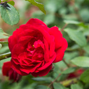 Fragrant Climbing Rose Seeds