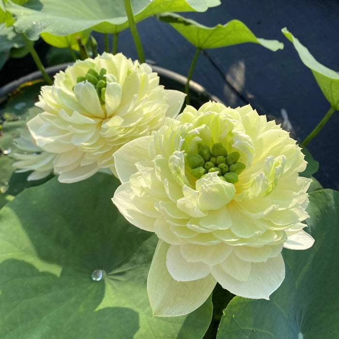 Exotic Collector's Lotus Seeds