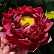 Red Sacred Lotus Seeds