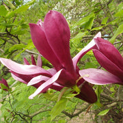 Liliiflora Magnolia Seeds