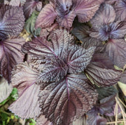 Perilla Seeds - Herbal Plant For Home Gardens Seeds