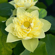 Exotic Collector's Lotus Seeds