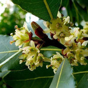 Bay Laurel Seeds - Herbal Seeds