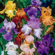 Mixed Bearded Iris germanica Seeds