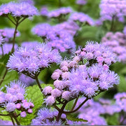 Blue Mist Hardy Ageratum Seeds