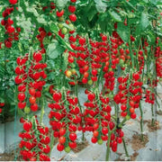 Climbing Waterfall Tomato Seeds