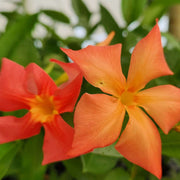 Orange Mandevilla Seeds