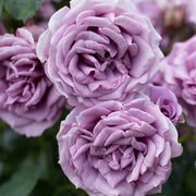 Light Purple Climbing Rosa spp. Seeds