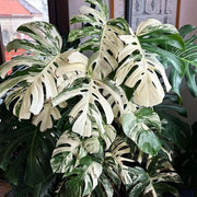 Variegated Albo Monstera Seeds, Herbal
