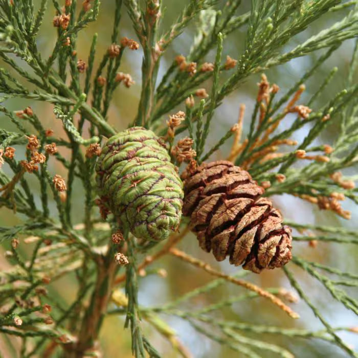 Giant Sequoia Seeds, Herbal
