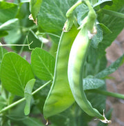 Oregon Sugar Pod Snow Pea Seeds