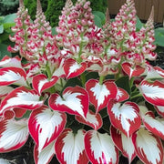 White and Red Hosta Seeds