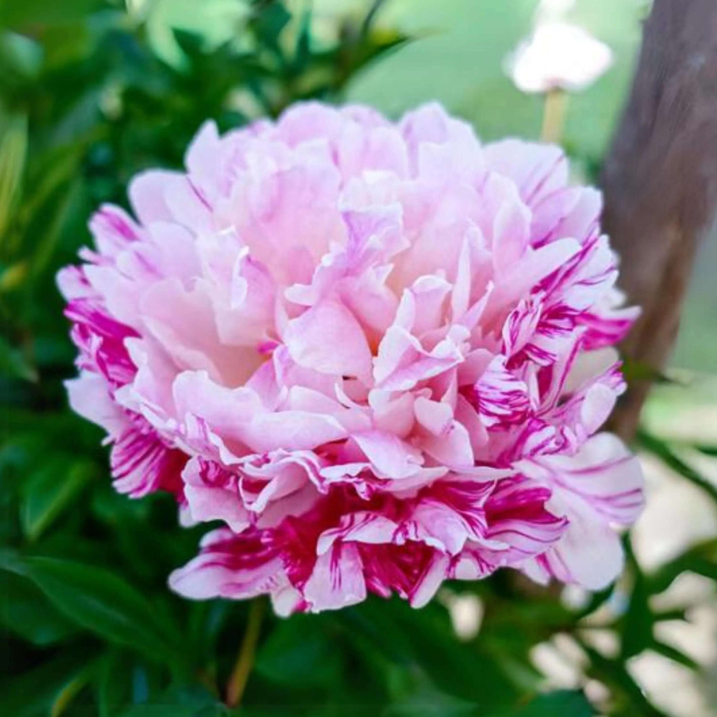 Candy Stripe Peony Seeds