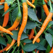 Heirloom Cayenne Pepper Seeds
