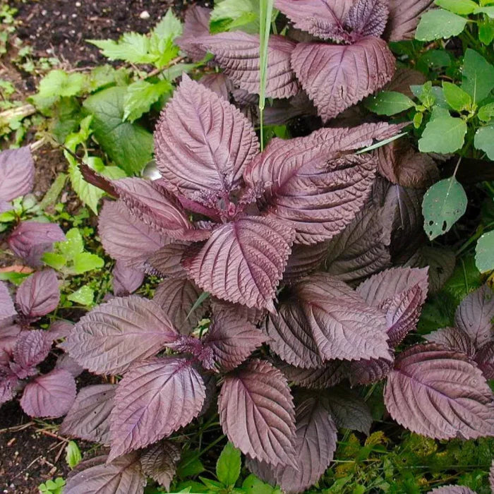 Perilla Seeds - Herbal Plant For Home Gardens Seeds