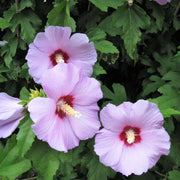 Wildflower Mix Sharon Seeds