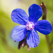 Blue Anchusa Seeds, Herbal