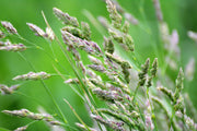 Cocksfoot Orchardgrass Seeds, Herbal