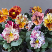 Cut Pansy Seeds