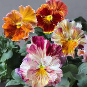 Cut Pansy Seeds